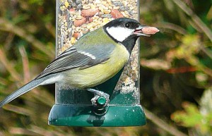 Blue Tit on Seed Feed at Meadowview Cottage luxury holiday accommodation in Cornwall